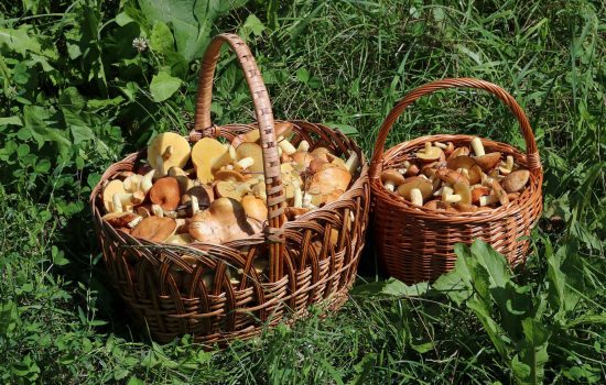 The Lost Art of Foraging